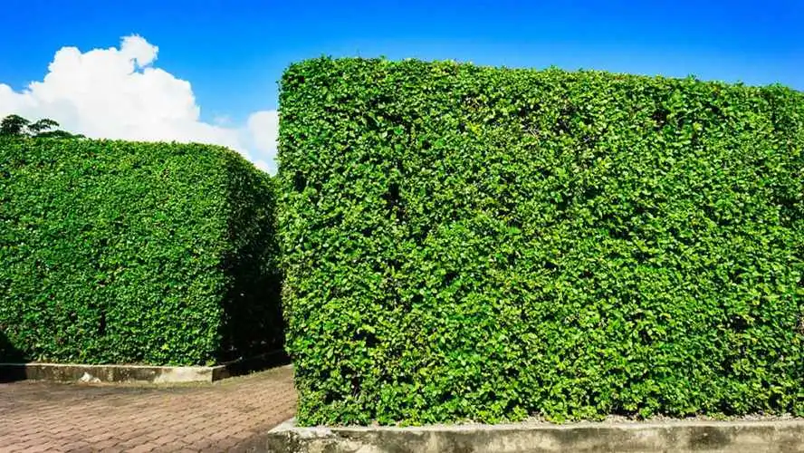 威海城市绿化丹麦草供应