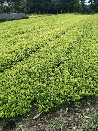 白银商住小区绿化工程项目